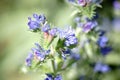 Blueweed flowers Royalty Free Stock Photo