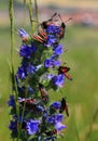 Blueweed plant with lots of six-spot moths Royalty Free Stock Photo