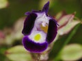 Bluewings or wishbone flower or Torenia fournieri in the rain