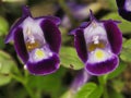 Bluewings or wishbone flower or Torenia fournieri in the rain