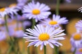 Bluish Aster, Aster tongolensis in bloom Royalty Free Stock Photo
