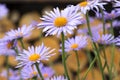 Bluish Aster, Aster tongolensis in bloom Royalty Free Stock Photo