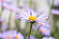 Bluish Aster, Aster tongolensis in bloom