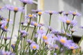 Bluish Aster, Aster tongolensis in bloom Royalty Free Stock Photo