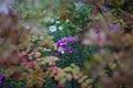 Bluish Aster Tongolensis, Family Compositae