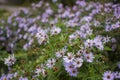 Bluish Aster Tongolensis, Family Compositae Royalty Free Stock Photo