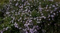 Bluish Aster Tongolensis, Family Compositae Royalty Free Stock Photo