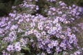 Bluish Aster Tongolensis, Family Compositae Royalty Free Stock Photo