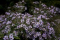 Bluish Aster Tongolensis, Family Compositae Royalty Free Stock Photo