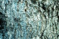 Bluish bark for background Royalty Free Stock Photo