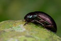 Bluish black beetle Royalty Free Stock Photo