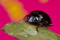 Bluish black beetle Royalty Free Stock Photo