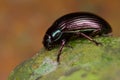 Bluish black beetle Royalty Free Stock Photo