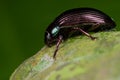 Bluish black beetle