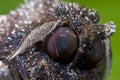 A bluish black moth