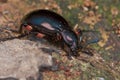 A bluish dark beetle on tree trunk Royalty Free Stock Photo