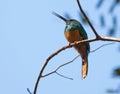 A Bluish-fronted Jacamar