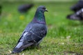bluish-gray city pigeon sits on the green grass in a park on a blurred background