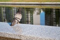 The bluish gray city pigeon sitting on the edge of gray marble parapet of the embankment