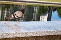 The bluish gray city pigeon walking on the speckled gray marble parapet