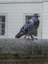 Bluish gray racing pigeon with dark spots resting on the ancient fountain.