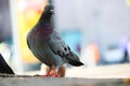 Bluish-gray rock pigeon sitting on the ground in front of a blurry colorful urban background in the sun