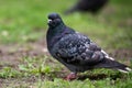 bluish-gray urban hungry dove sits on the green grass in a park on a blurred background