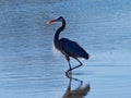 Bluish Great Blue Heron Royalty Free Stock Photo