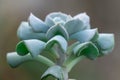 Bluish green stem of pachyphytum oviferum in glasshouse close-up. Royalty Free Stock Photo