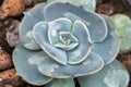 Bluish green stem of pachyphytum oviferum in glasshouse close-up. Royalty Free Stock Photo