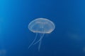 Bluish jellyfish Royalty Free Stock Photo