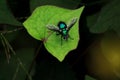 Bluish metallic green  color fly Royalty Free Stock Photo