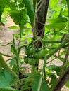 A bluish premature tomato hanging from tomato tree Royalty Free Stock Photo