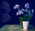 Bluish purple spotted orchid,green leaves,white pot on wooden table,pink transparent flower heads on black,copy space Royalty Free Stock Photo