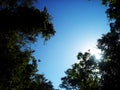Bluish Sky - Forest Around