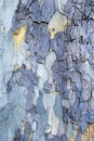 Bluish texture of the trunk of platanus x hispanica tree, tree bark blue color Royalty Free Stock Photo