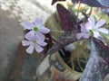 This bluish tropical flower thrives in the courtyards of local residents in Asia