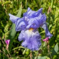 A bluish - violet colored wet iris Florentine flower close up