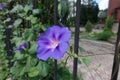 Bluish violet flower of Ipomoea purpurea