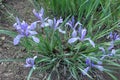 Bluish violet flowers of Iris sibirica