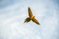 The bluish-yellow macaw in full flight.