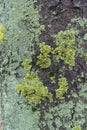 Bluish and yellowish green lichen on bark of horse chestnut Royalty Free Stock Photo