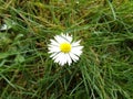 Daisy in grass / GÃÂ¤nseblÃÂ¼mchen im Gras
