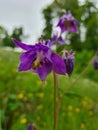 Blume Flower Field Fauna Violett