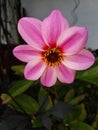 Blume Flower