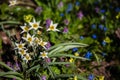 Flower blossoms closeup in spring