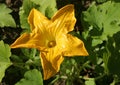 Flower zucchini with bee Royalty Free Stock Photo