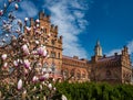 Bluming magnolia tree in garden of former residence of Bukovinian and Dalmatian metropolitans, Chernivtsi, Ukraine Royalty Free Stock Photo