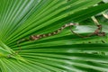 Blunt-headed Tree Snake, Imantodes cenchoa Royalty Free Stock Photo