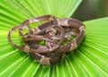 Blunt-headed Tree Snake, Imantodes cenchoa Royalty Free Stock Photo